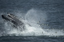 Study Says New York Waters may be an Important, Additional Feeding Area for Large Whales